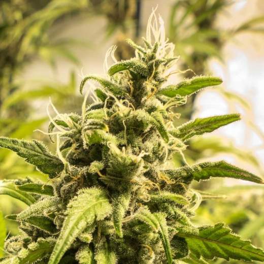 Somango XXL Feminised Seeds