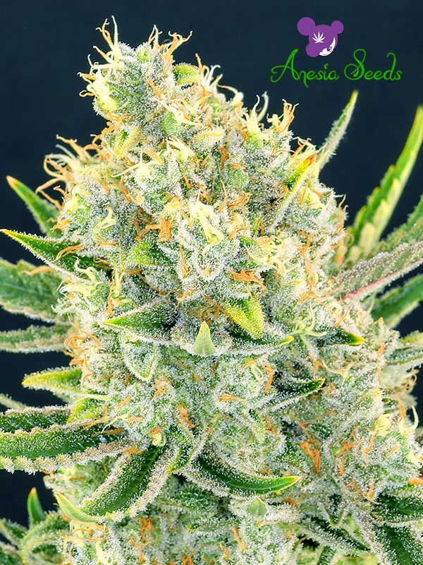 Sour Apple Feminised Cannabis Seeds Anesia Seeds
