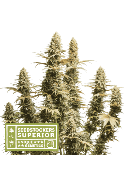 Triton Biscotto Lime Feminised Seeds