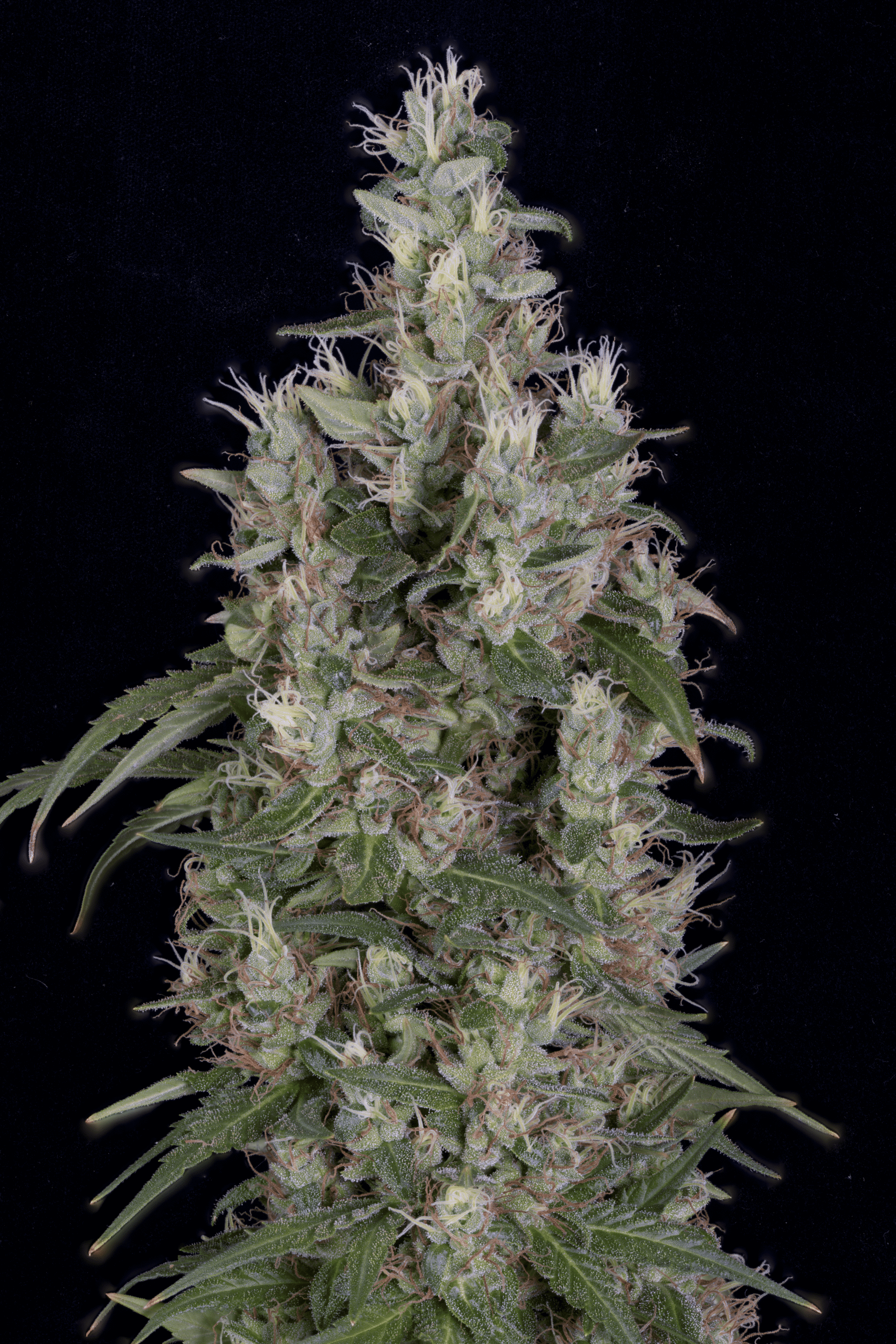 Grandaddy Banner Feminised Seeds