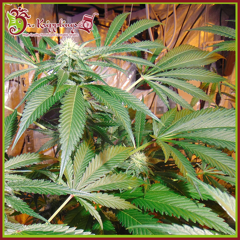 Red Leicester Tease Feminised Seeds
