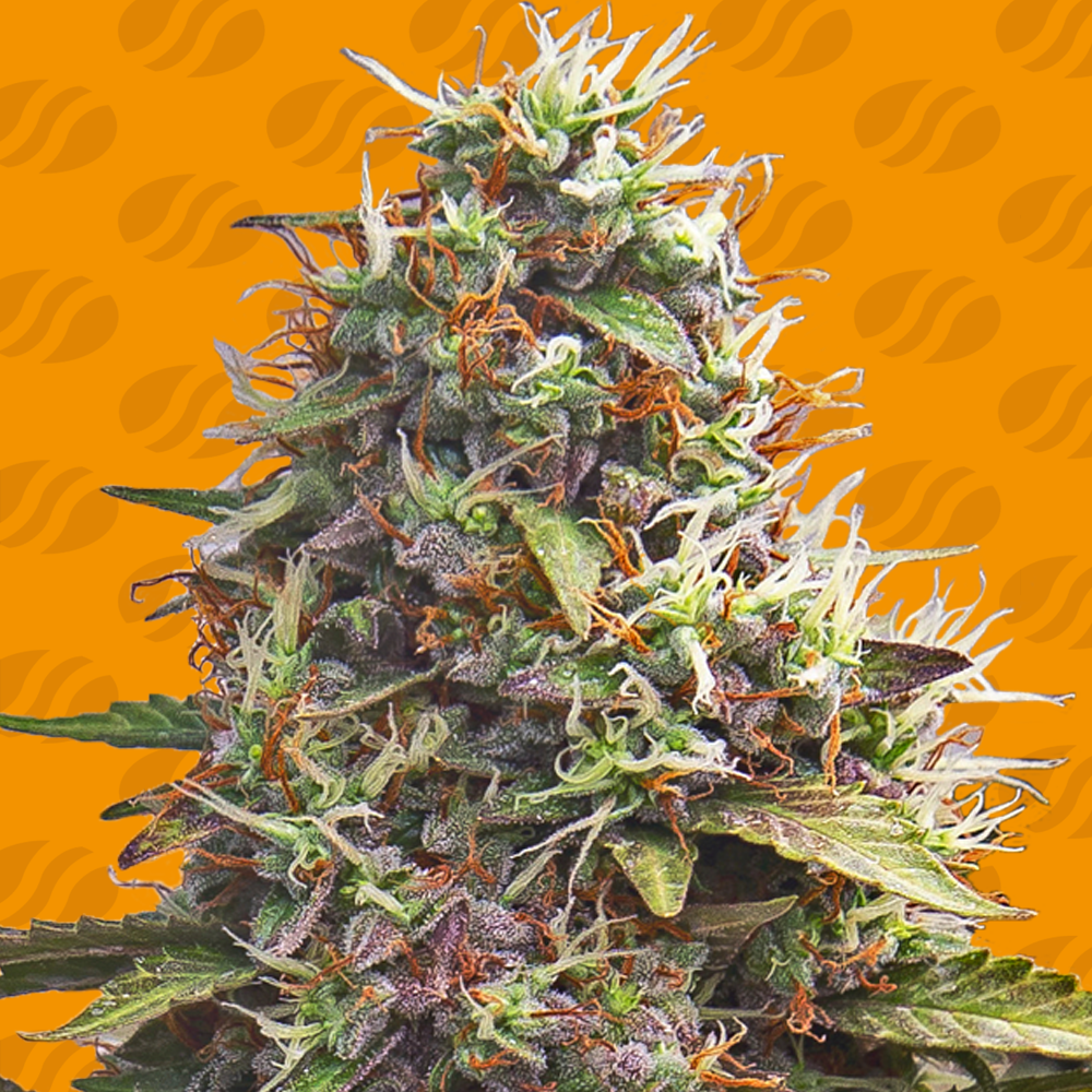 Pellezino Cookies Feminised Seeds