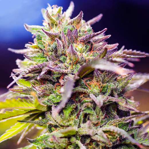 Skunk #1 Auto Feminised Seeds