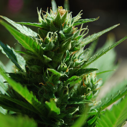 Skull Ryder Feminised Seeds