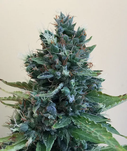 Cropolope Feminised Seeds