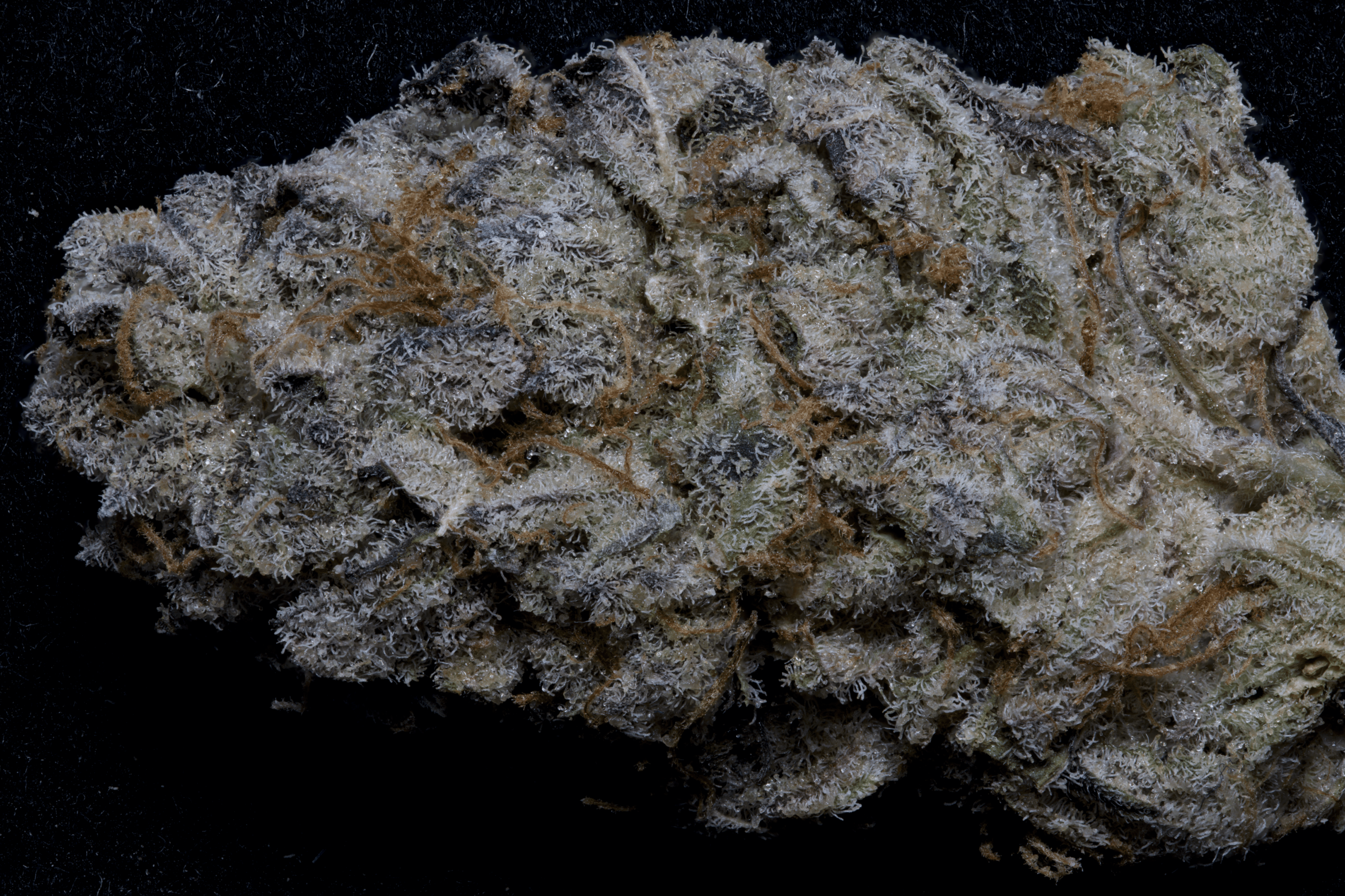 Alien Technology Feminised Seeds