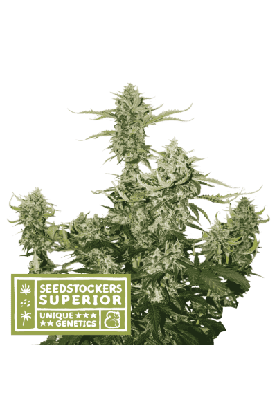 Candy Dawg Auto Feminised Seeds