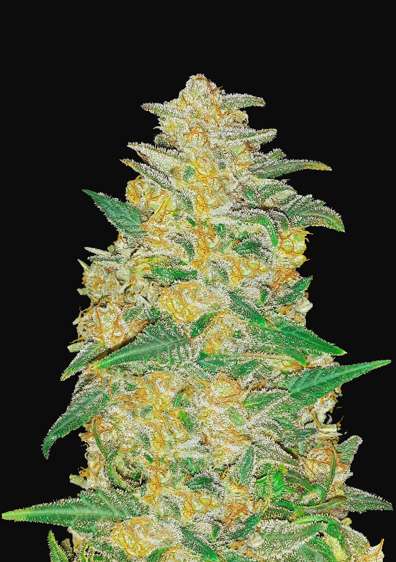 Auto AK Feminised Seeds