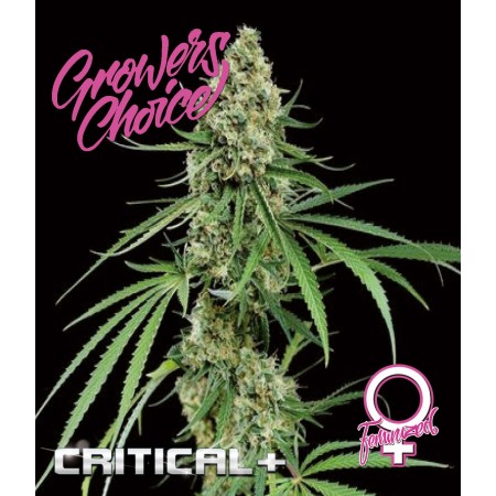 Critical + Feminised Seeds