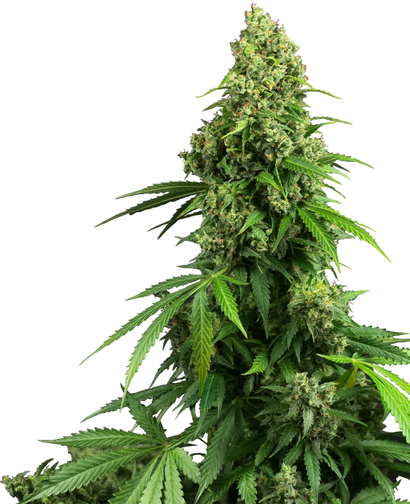 Honey Melon Kush Auto Feminised Seeds