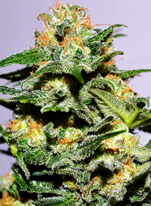 Cash Crop XL Auto Feminised Seeds