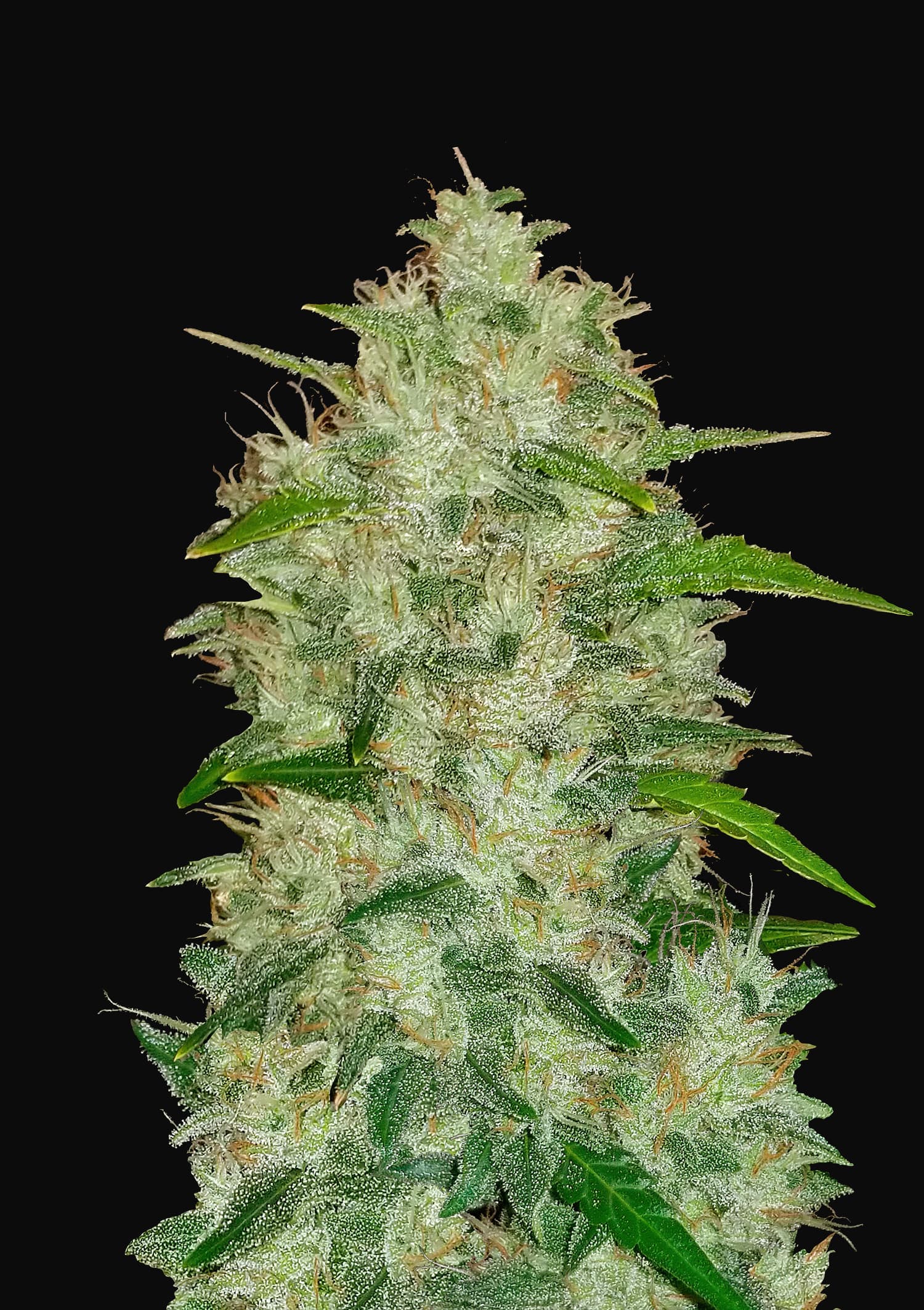 Auto Chemdawg Feminised Seeds