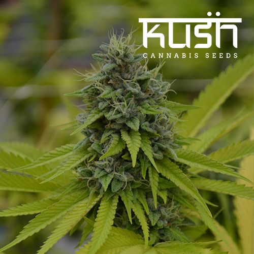 Cookie Kush Feminised Seeds