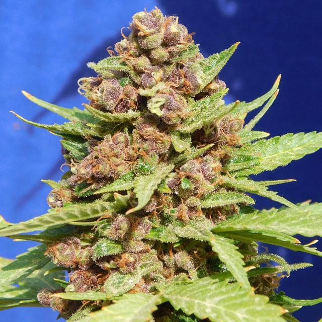 Purple Punch Cookies Feminised Seeds