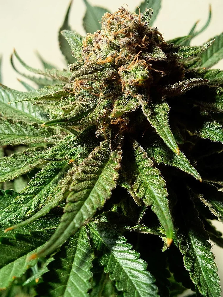 Psychotropic Mass Feminised Seeds