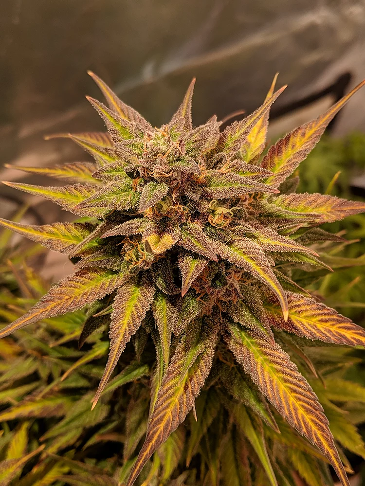 Auto Pineapple Crack Feminised Seeds