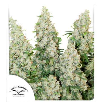 Think Different Feminised Seeds