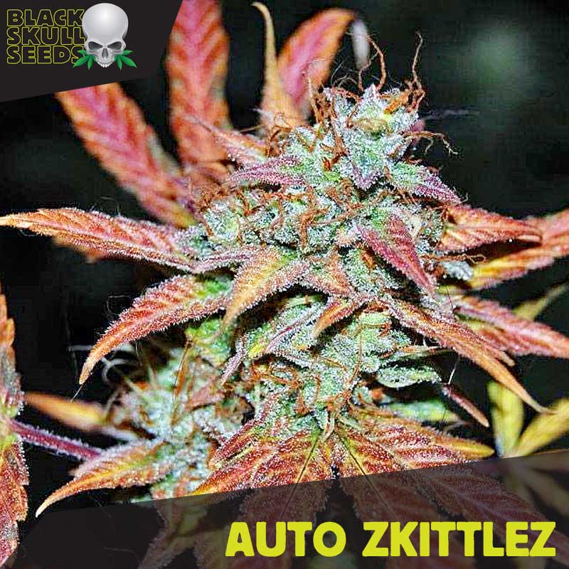 Auto Zkittlez Feminised Black Skull Seeds