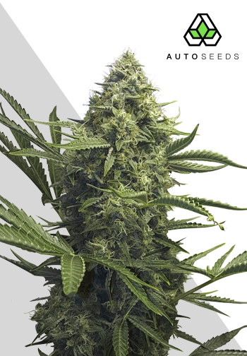 Sweet CBD Auto Feminised Seeds