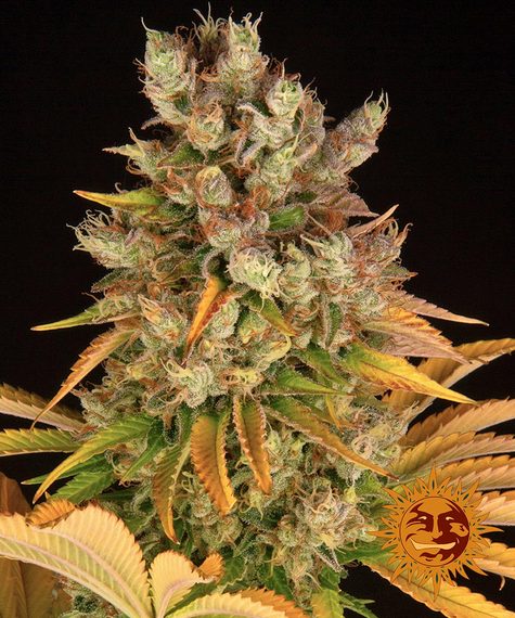 GMO Feminised Seeds