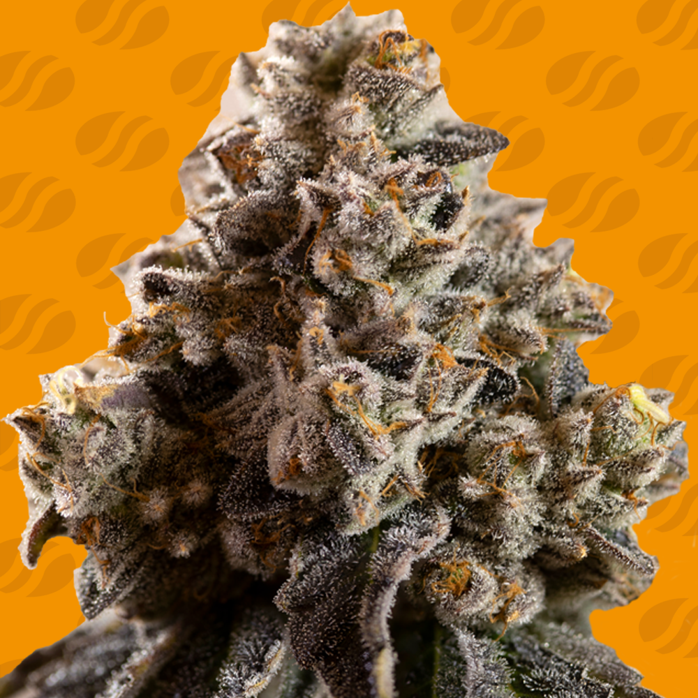 Alien Moonrocks Feminised Seeds
