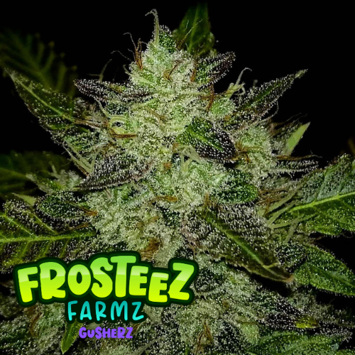 Gusherz Feminised Seeds