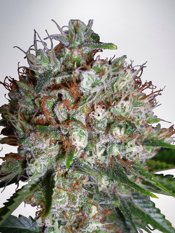 Big Bud XXL Feminised Seeds