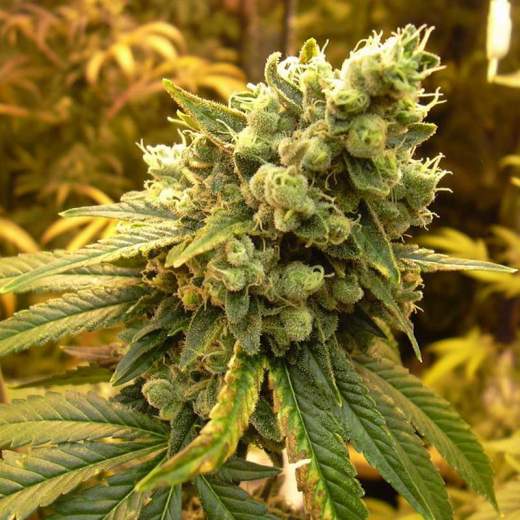Sour Diesel Feminised Seeds