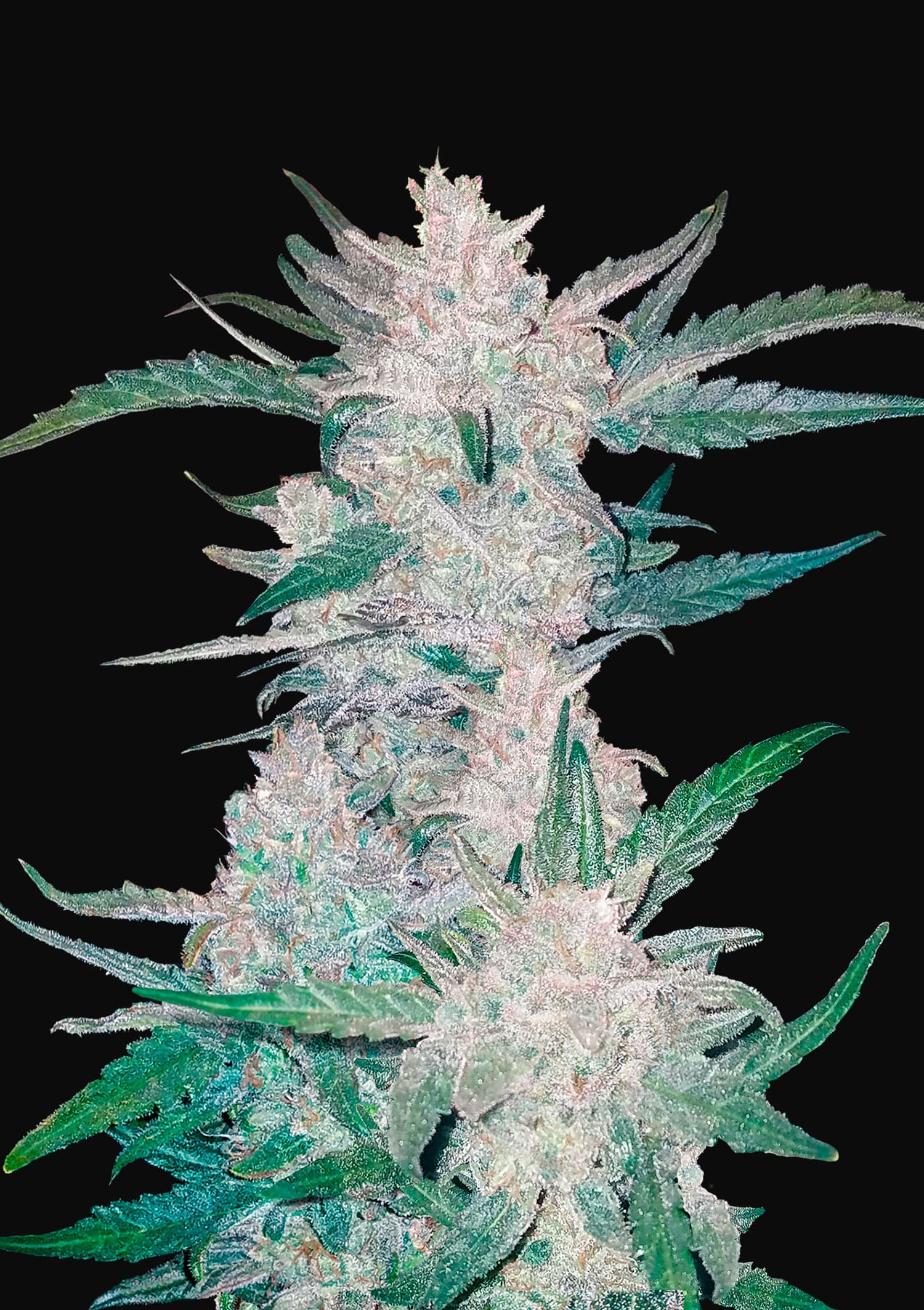Mexican Airlines Feminised Seeds