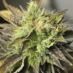 Double Diesel Ryder Feminised Seeds