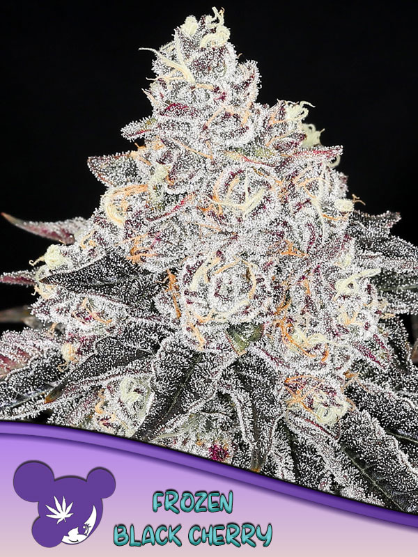 Frozen Black Cherry Feminised Cannabis Seeds Anesia Seeds