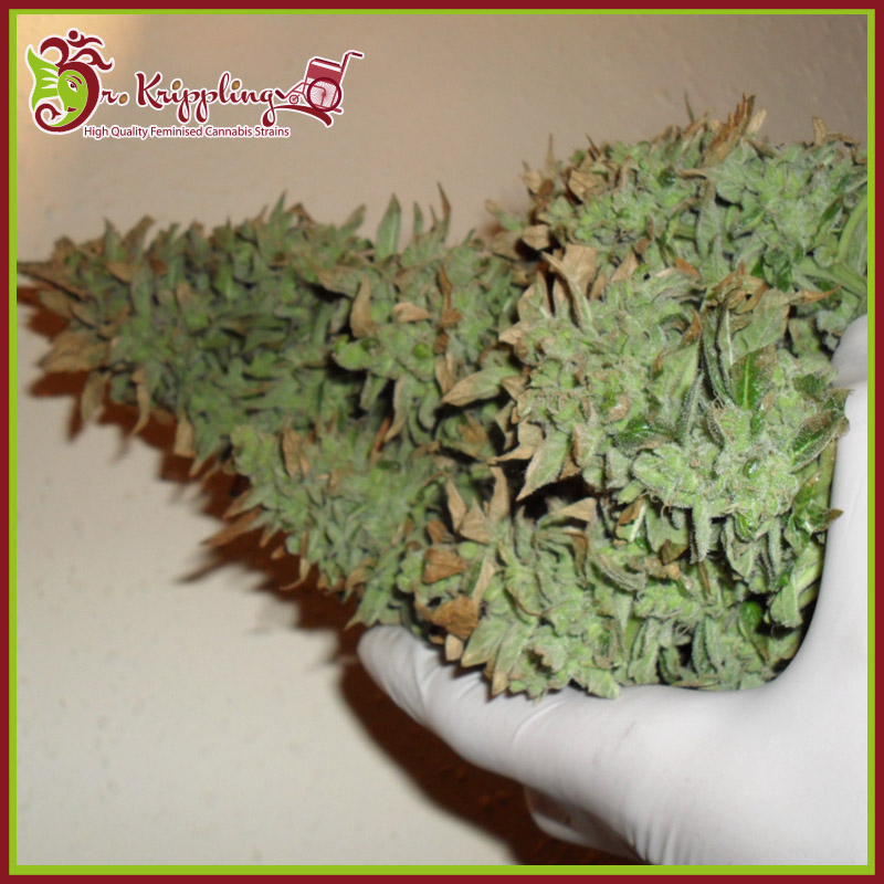 Smokin' Gun Auto Feminised Seeds