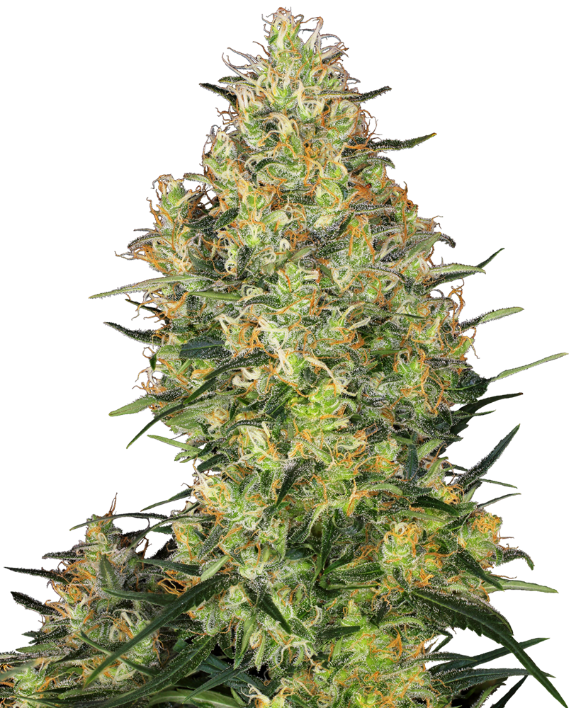 Shiva Skunk Feminised Seeds