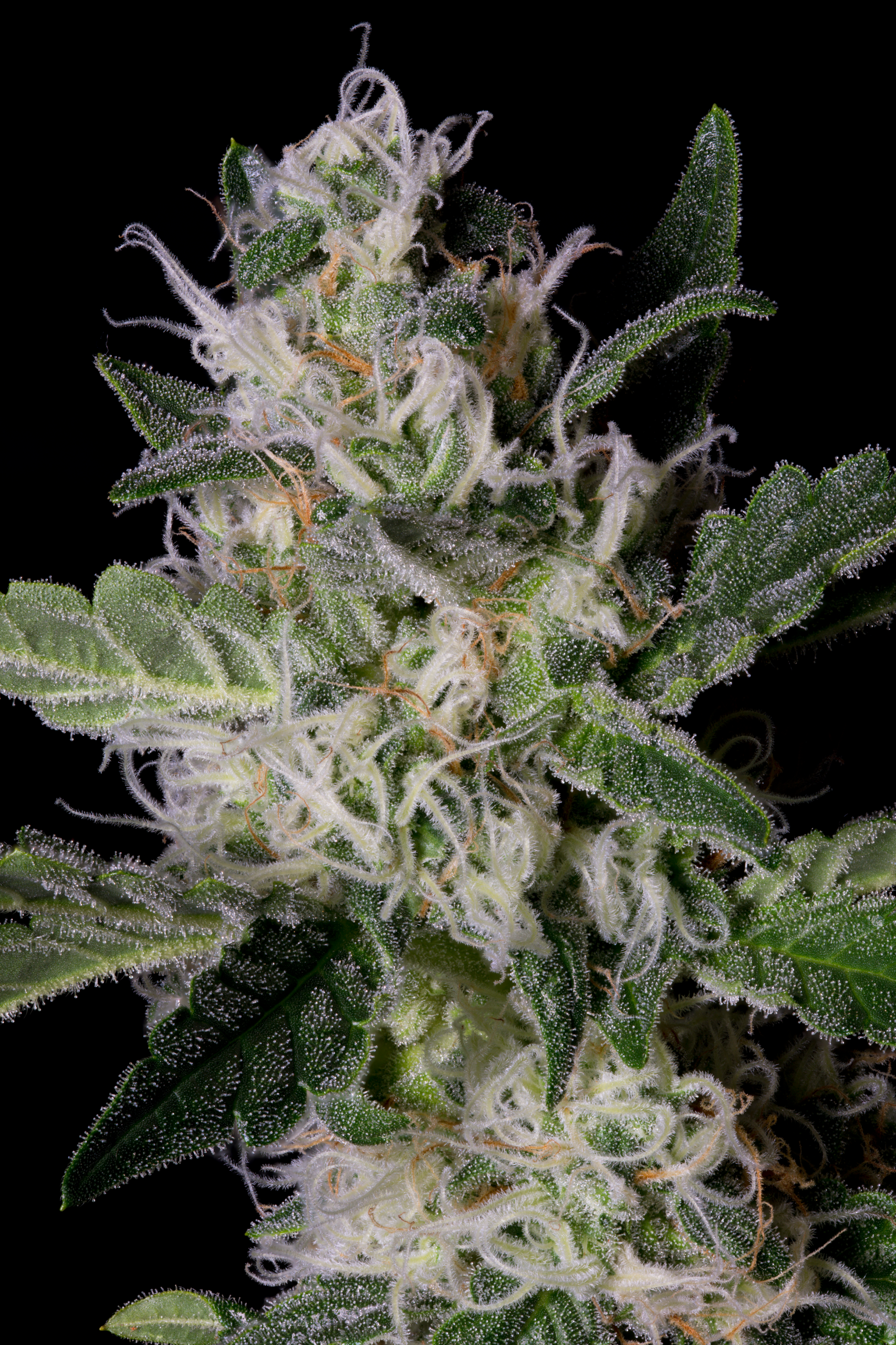 Platinum Cookies Feminised Seeds
