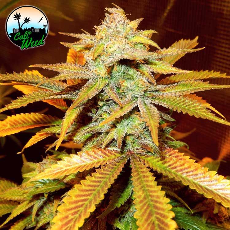 Cali Glue Feminised Seeds