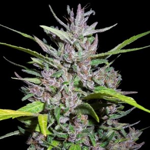 Honduras x Panama Feminised Cannabis Seeds