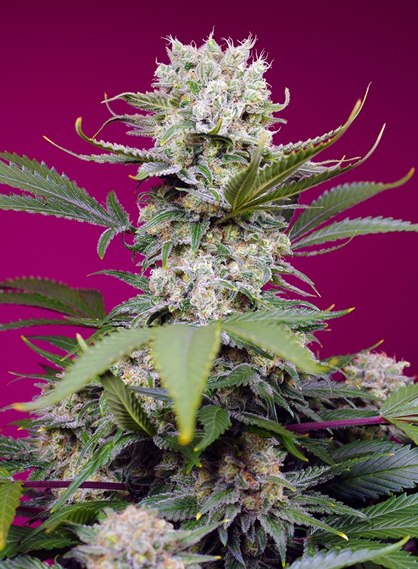 Sweet Mandarine Zkittlez XL Auto Feminised Seeds