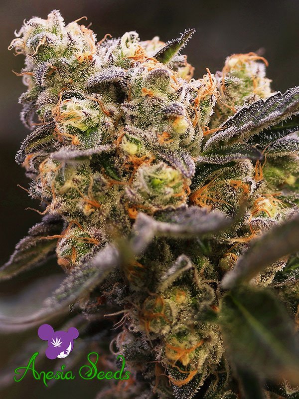 Nova OG Feminised Cannabis Seeds Anesia Seeds