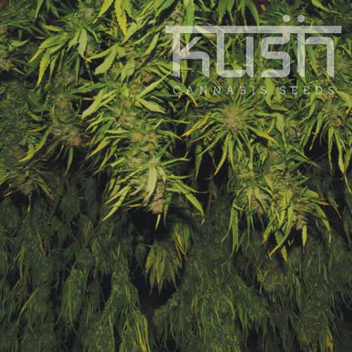 Afghani Kush Regular Seeds