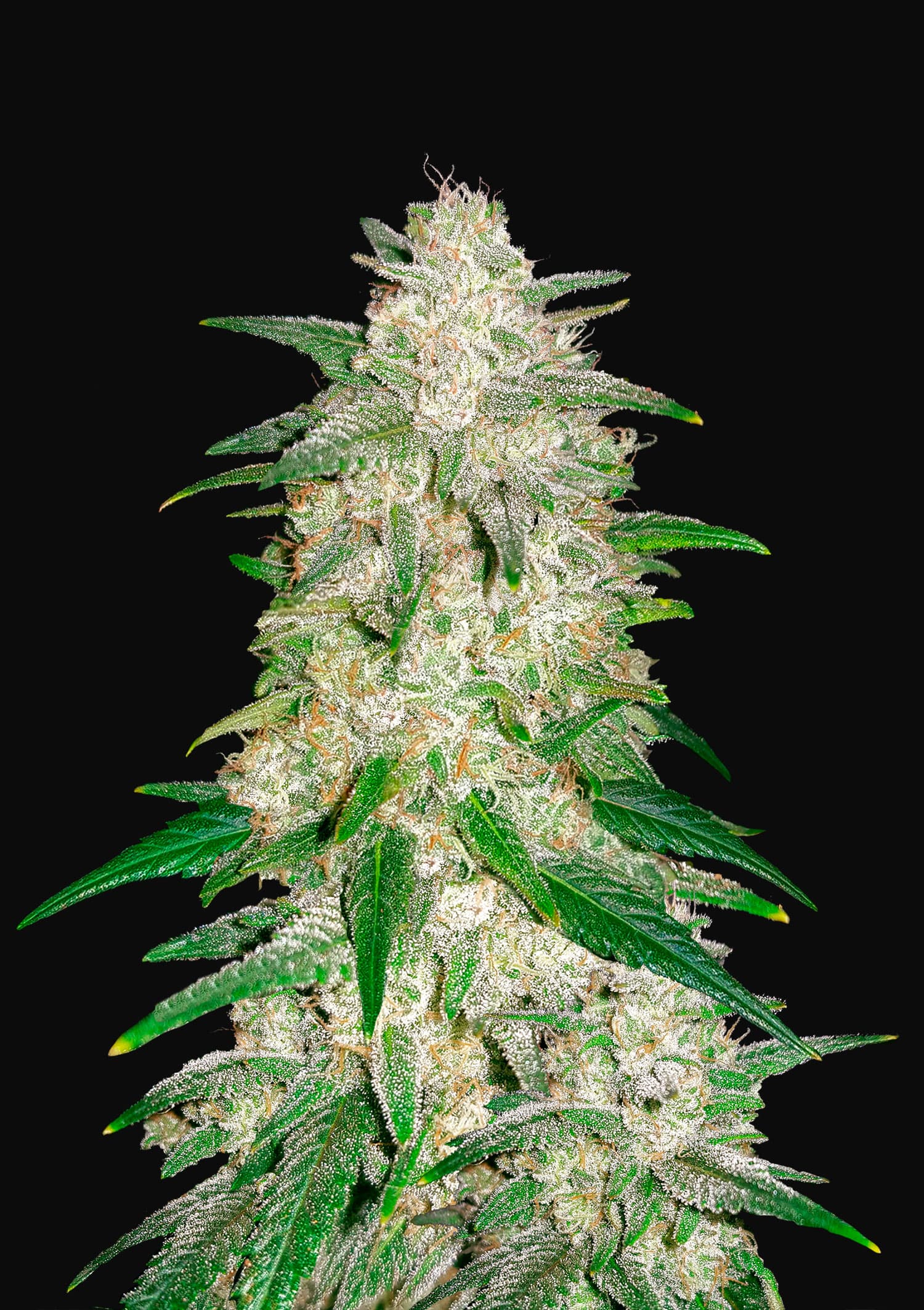 Gelato Auto Feminised Seeds