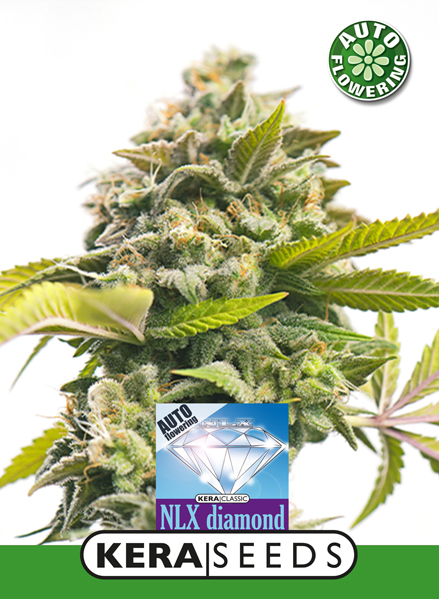 NLX Diamond Auto Feminised Seeds