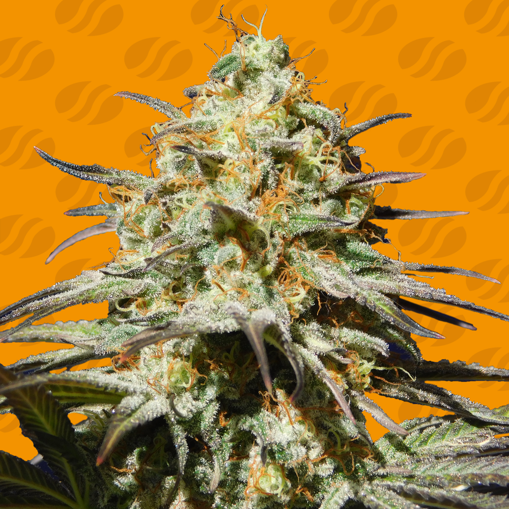 Black Orchid Feminised Seeds