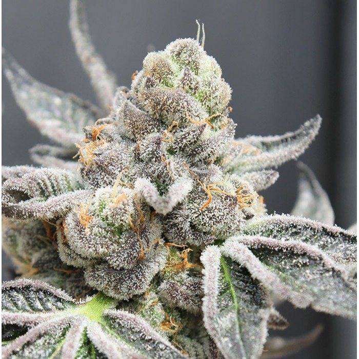 Break Pad Breath Feminised Seeds