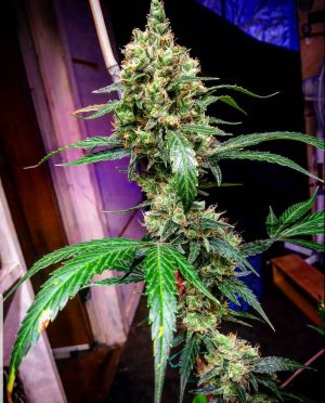 Manderine Dream XL Auto   Feminised Seeds