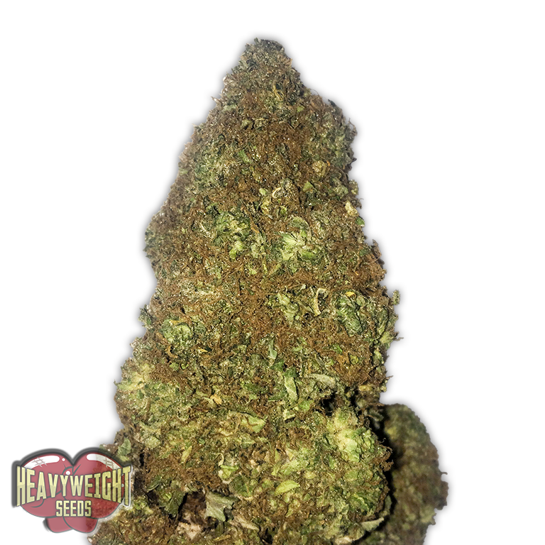 Jackpot Auto Feminised Seeds