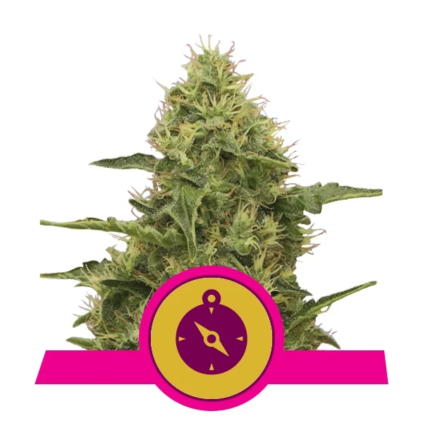 Northern Light Feminised Seeds