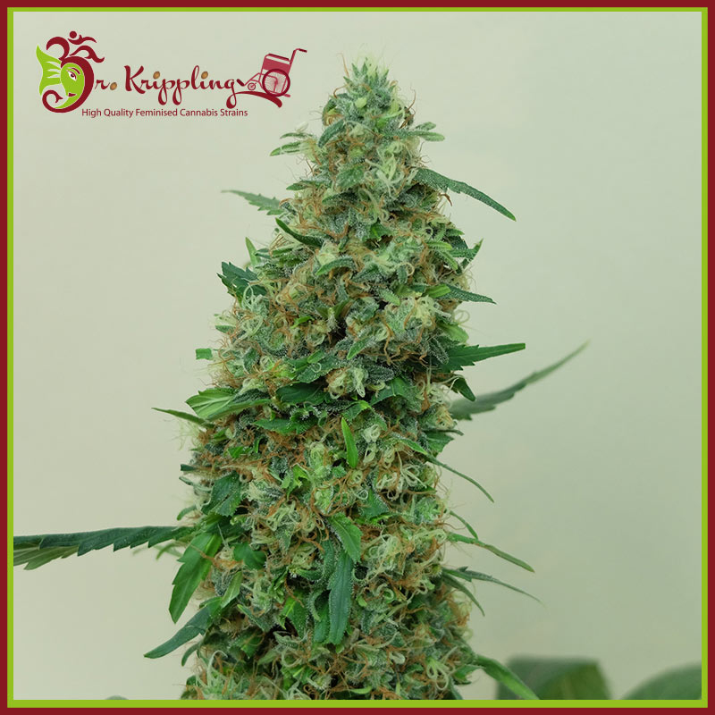 Patel's Cornershop Surprise Feminised Seeds