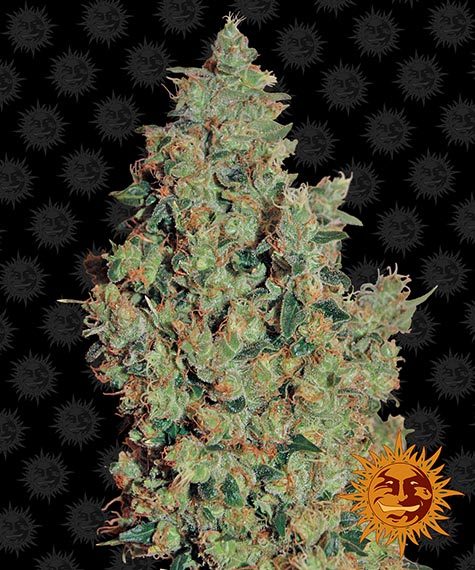 Tangerine Dream Feminised Seeds