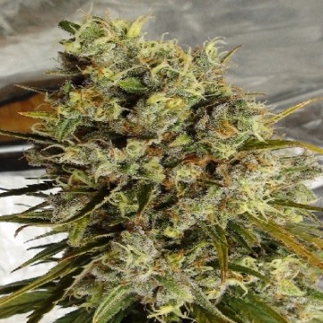 C5 Haze x Kali China Feminised Ace Cannabis Seeds