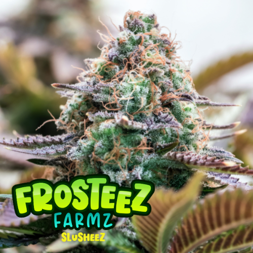 Slusheez Feminised Seeds